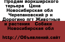 Продам йоркширского терьера › Цена ­ 5 000 - Новосибирская обл., Черепановский р-н, Дорогино пгт Животные и растения » Собаки   . Новосибирская обл.